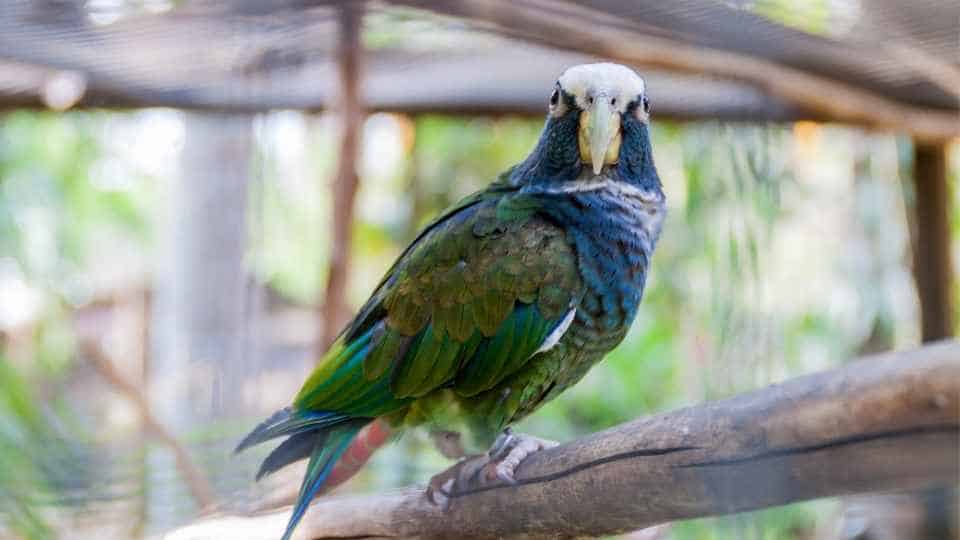 pionus parrot sitting on perch 
