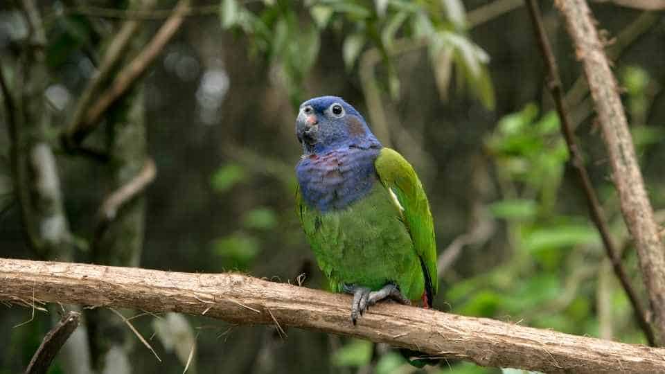 pionus parrot for beginner bird owners
