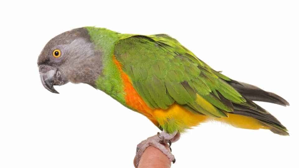 senegal parrot for bird beginners 