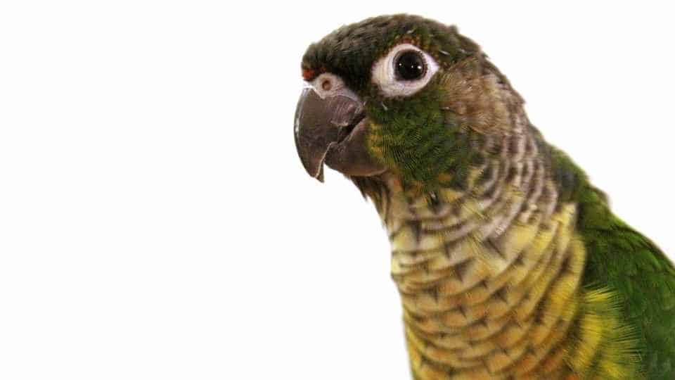 best parrots for beginners 