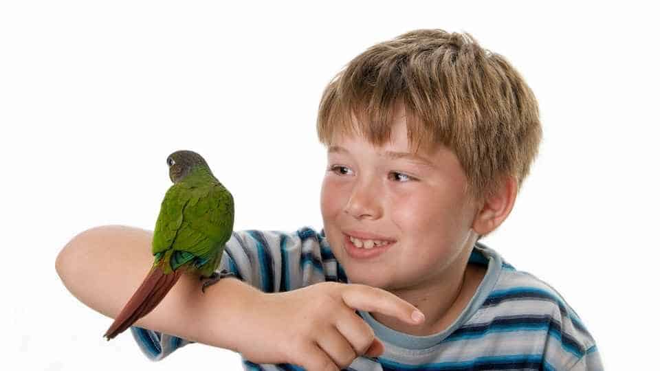things to consider before buy a parrot: a boy holding a green cheek conure