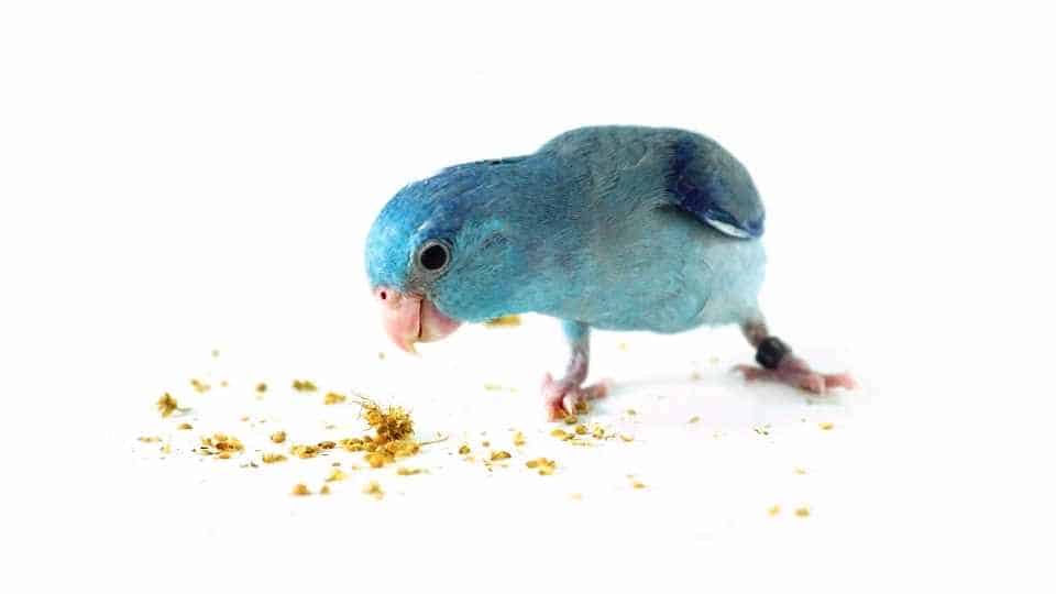 pacific parrotlets for parrot beginners 