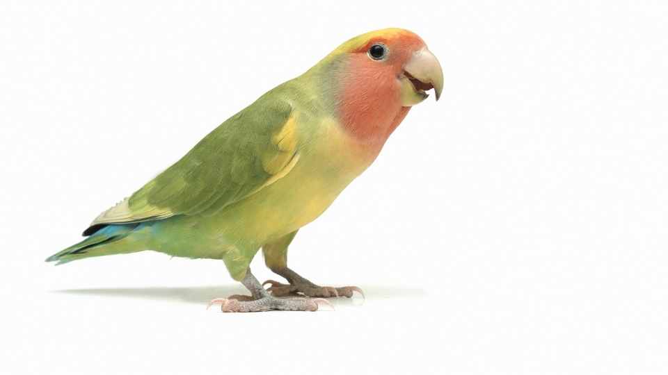 lovebirds for parrot beginners 