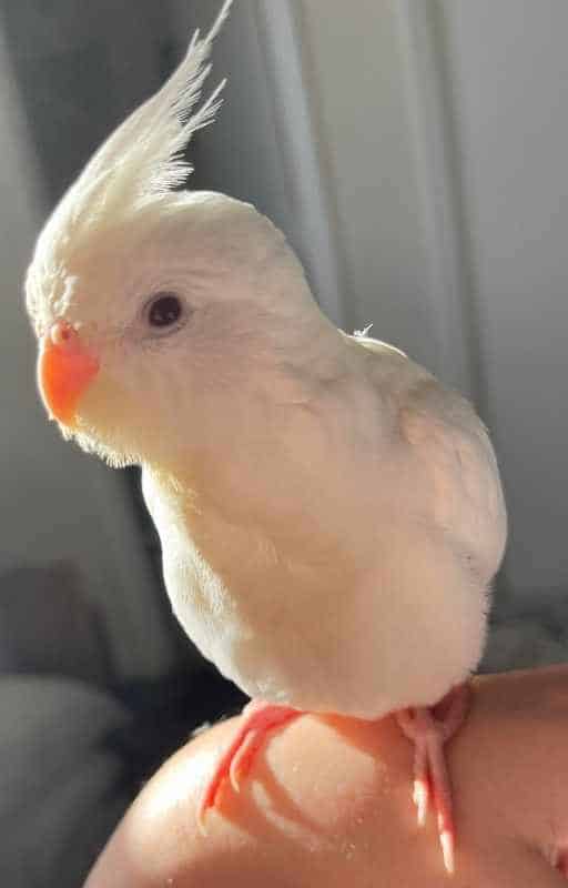 pet cockatiel for parrot beginners 