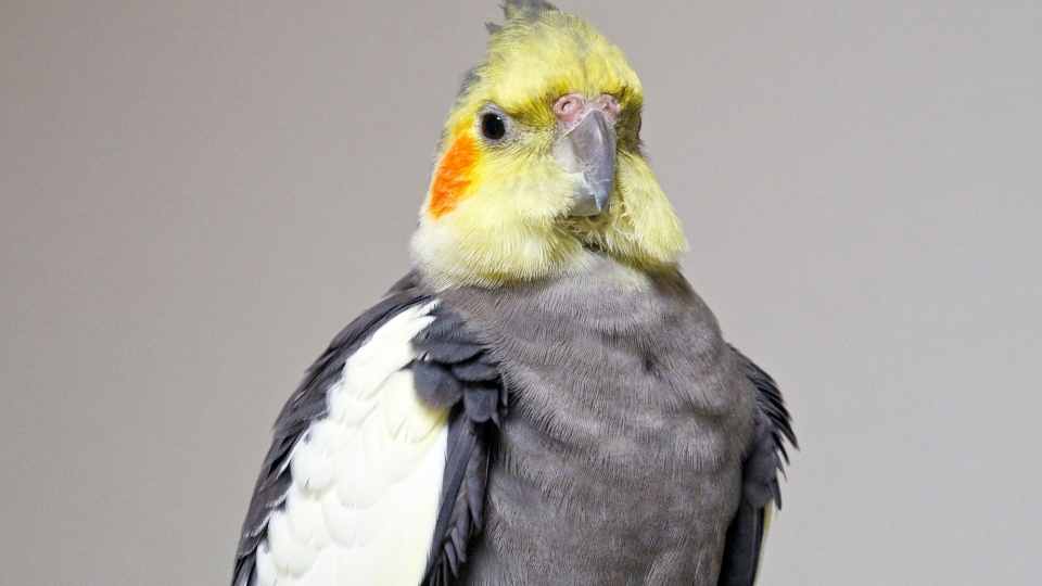 best pet birds for beginners that talk 
