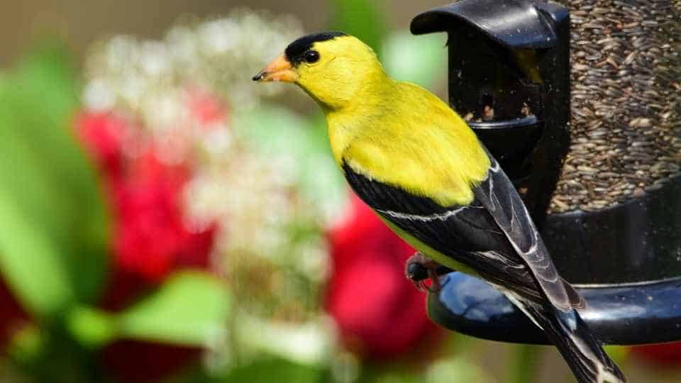 best bird feeder for finches-a finch using a tube feeder
