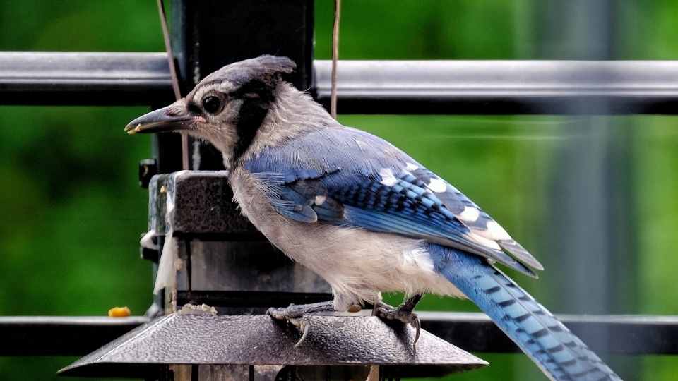 best bird feeders for balconies